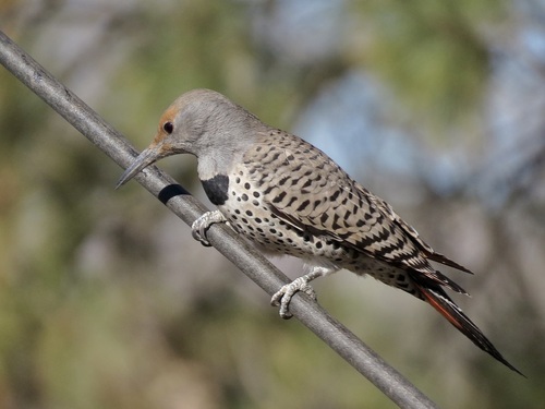 Northern Flicker