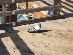 Columba livia domestica