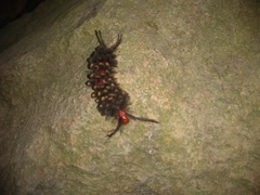 Gymnelia