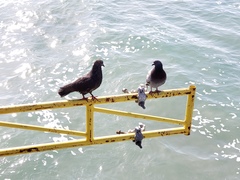 Columba livia domestica
