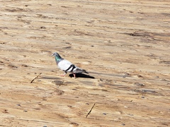 Columba livia domestica