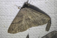 Ophyx eurrhoa
