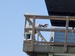 Pelecanus occidentalis