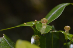 Pleurothallis octavioi