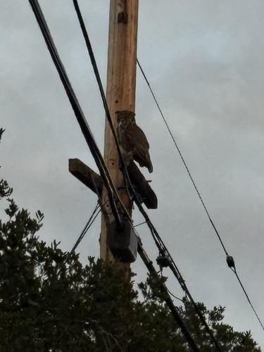 Great Horned Owl observed by mr_spicy_salsa