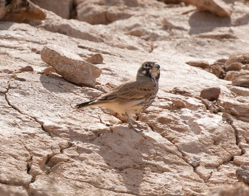 Thick-billed Lark (Ramphocoris clotbey), photo 7