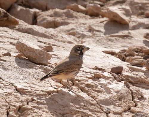 Thick-billed Lark (Ramphocoris clotbey), photo 8