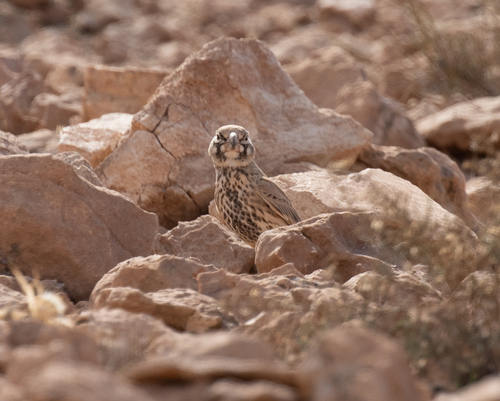 Thick-billed Lark (Ramphocoris clotbey), photo 4