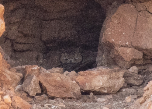Pharaoh Eagle-Owl (Bubo ascalaphus), photo 4