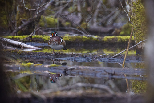 Wood Duck observed by vaibhavdwivedi