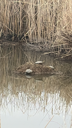 Painted Turtle observed by miajaneradd