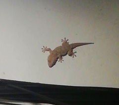 Tarentola mauritanica