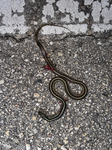 Common Garter Snake observed by ozzy_roberts0816