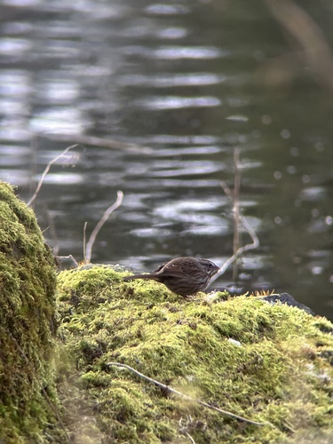 Song Sparrow observed by curious_cascadian