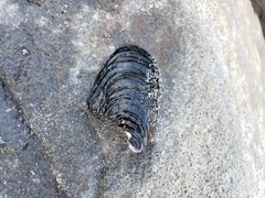 Mytilus californianus