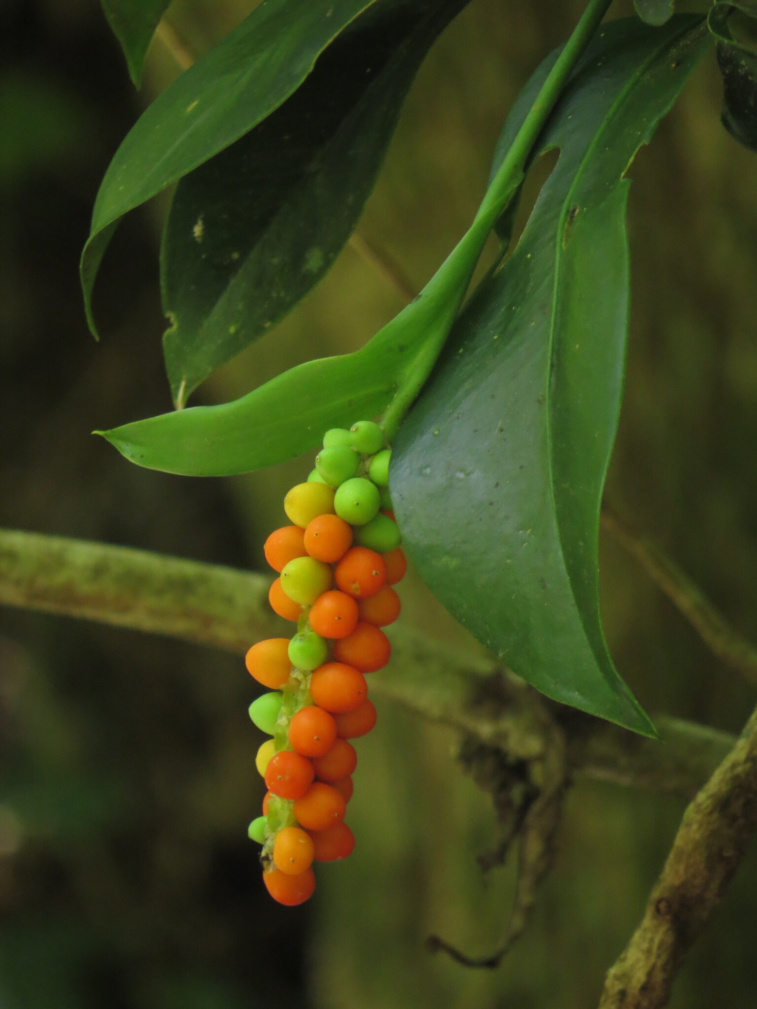 Anthurium pittieri Engl.