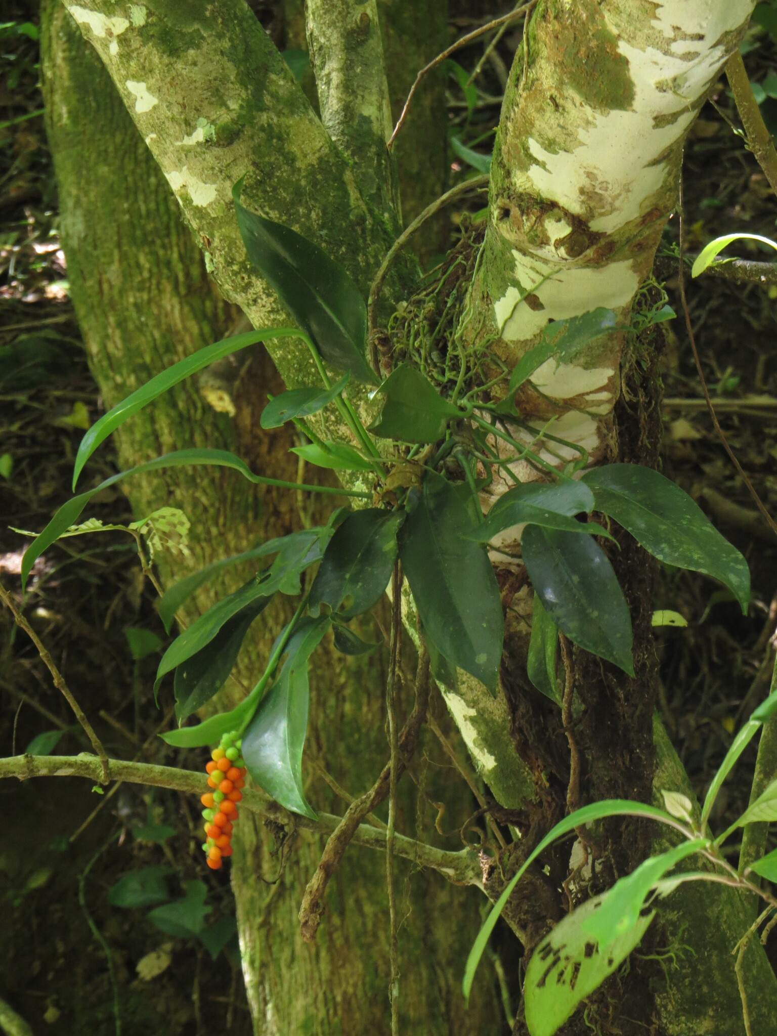 Anthurium pittieri Engl. 2