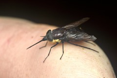 Pangoniinae