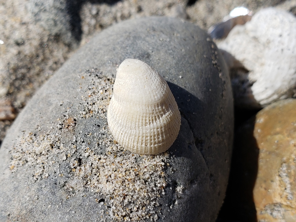 ribbed hoofsnail