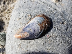 Mytilus californianus