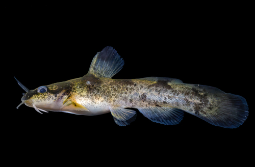 Brindled madtom (Noturus miurus) — Ictaluridae — 4