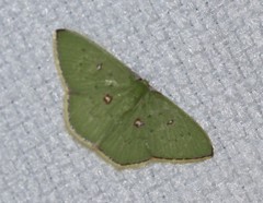 Comostola leucomerata