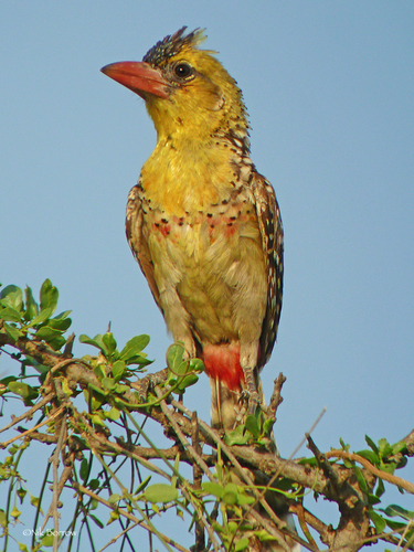 Yellow-breasted Barbet