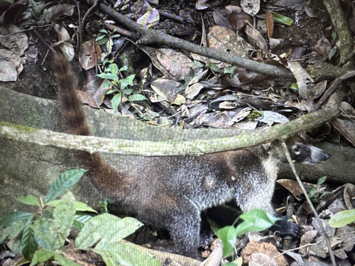White-nosed Coati observed by alangrandiflora