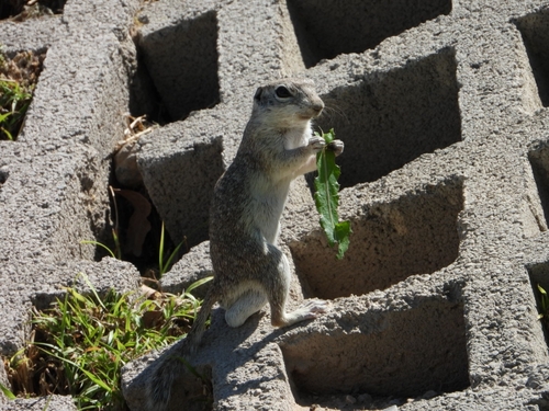 Ardillón punteado observed by victorianamtzo