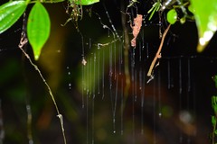 Keroplatidae