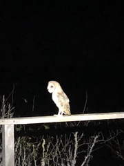 Tyto alba punctatissima