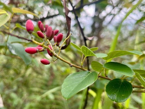 Japanese Supple-jack (Berchemia floribunda)