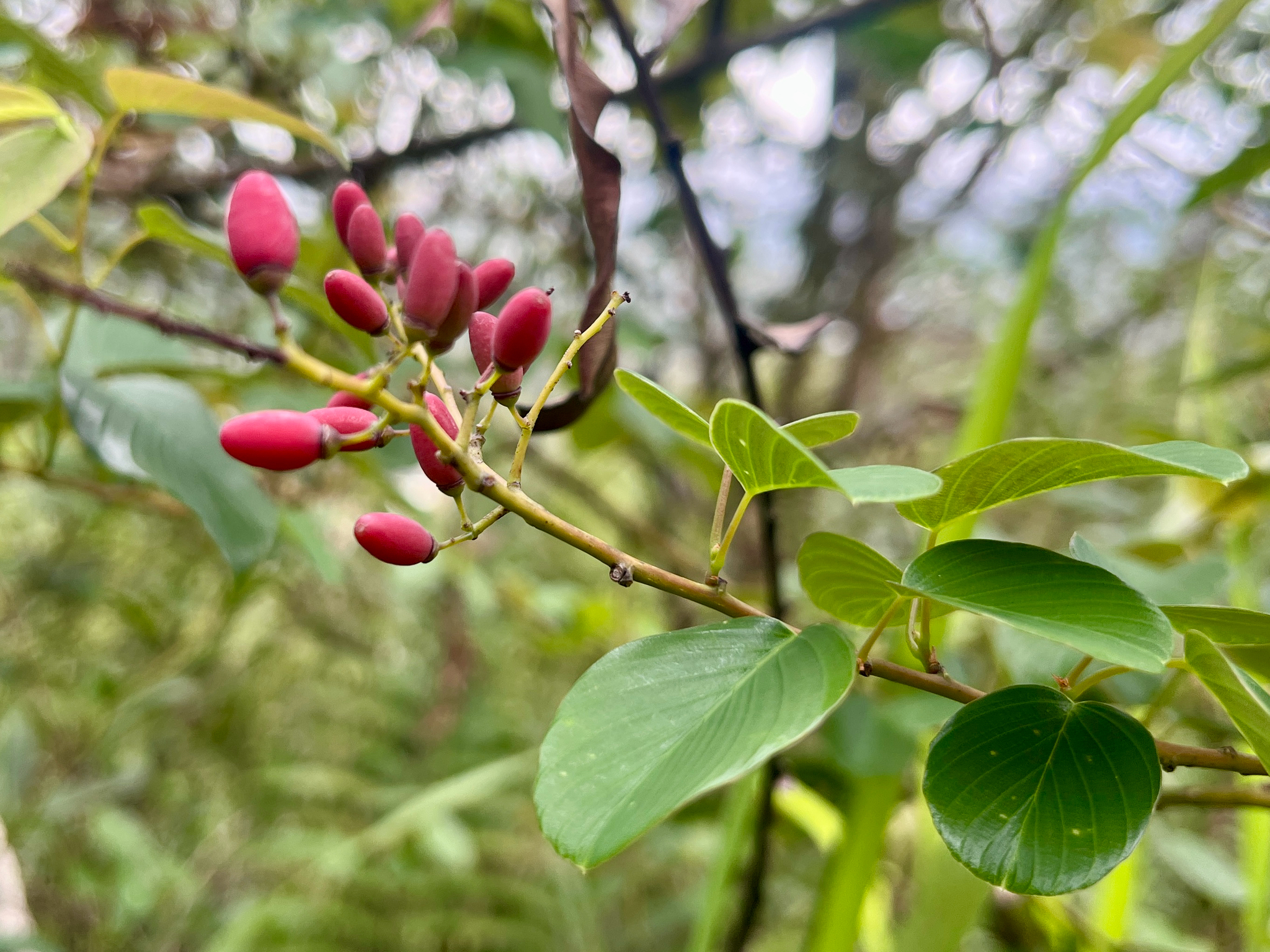 Large-Leaf Paniculous Supplejack (Berchemia floribunda)
