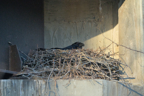 Common Raven observed by ivy864