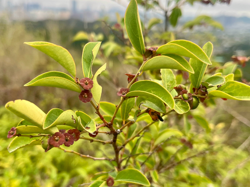 Waxy Leaf (Breynia fruticosa)