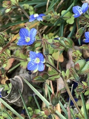 Veronica triphyllos