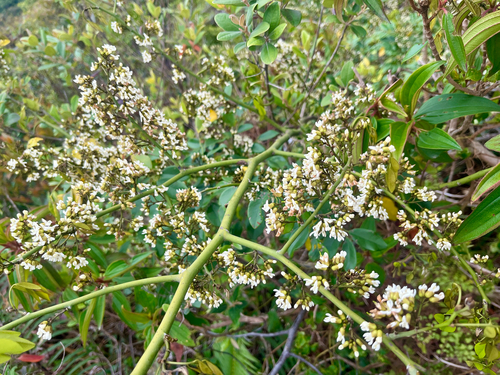 Bentham's Rosewood (Dalbergia benthamii)