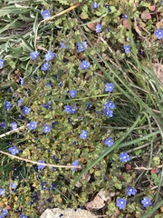Veronica triphyllos