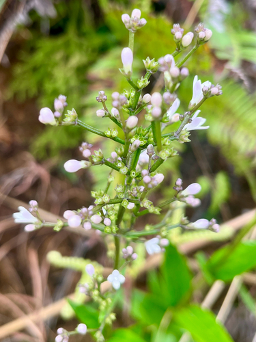 Pink Bone-wort (Oldenlandia consanguinea)