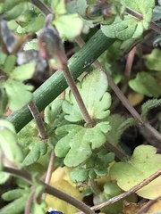 Veronica triphyllos