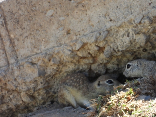 Ardillón punteado observed by victorianamtzo