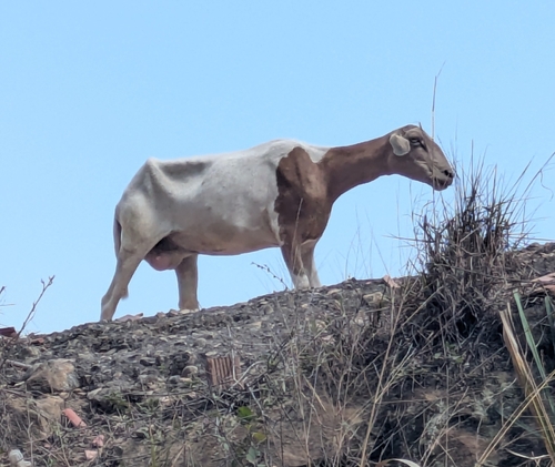 Domestic Sheep