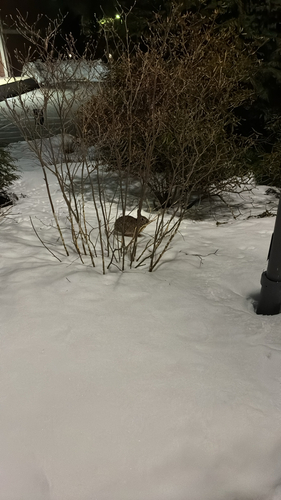 Eastern Cottontail observed by gregory_wu
