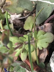Veronica triphyllos
