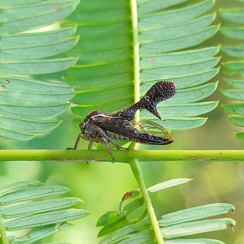 Heteronotus flavolineatus