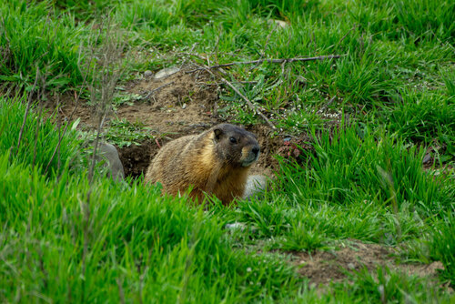 Yellow-bellied Marmot observed by philkahler