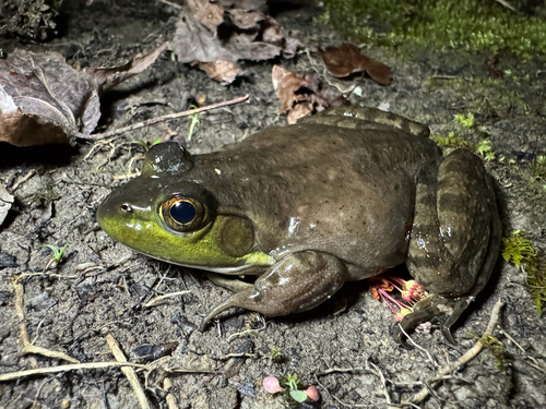 American Bullfrog observed by stevencadams