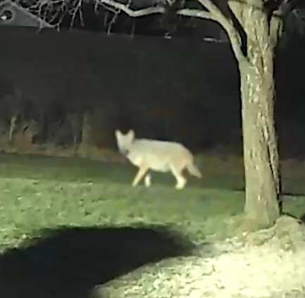 Coyote observed by murrdogg