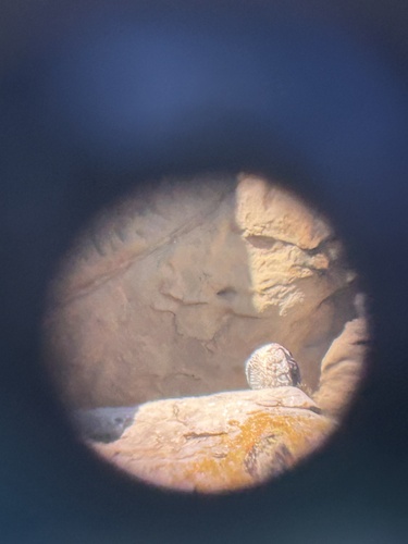 Peregrine Falcon observed by dday81