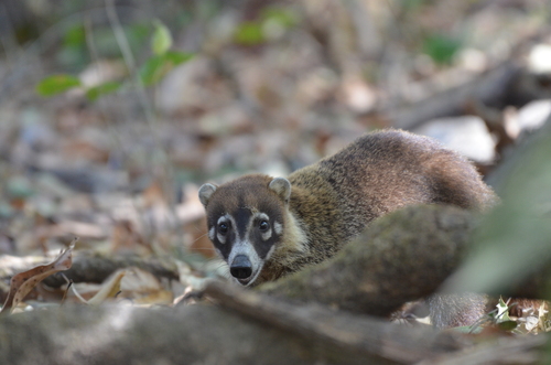 White-nosed Coati observed by alexpat05